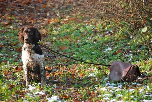 4. Chiens et espèces invasives